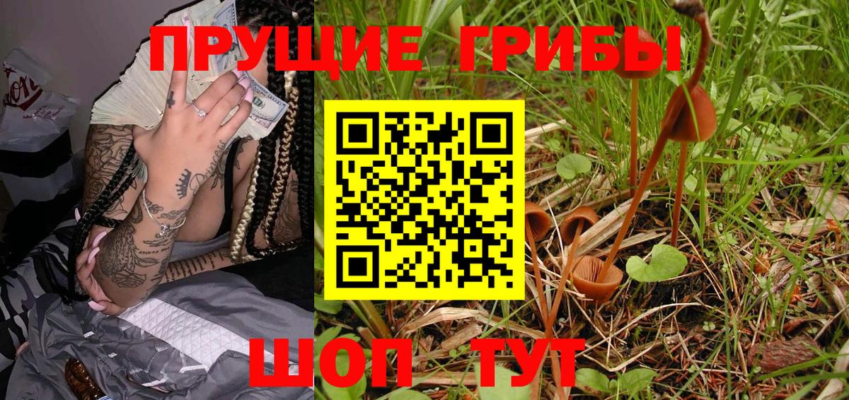Галлюциногенные грибы Psilocybine cubensis Нальчик